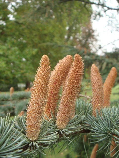 Cedrus libani chatons males